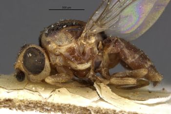 Media type: image;   Entomology 13356 Aspect: habitus lateral view